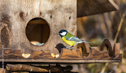 Bird tit closeup next to the wooden feeder in the autumn city Park