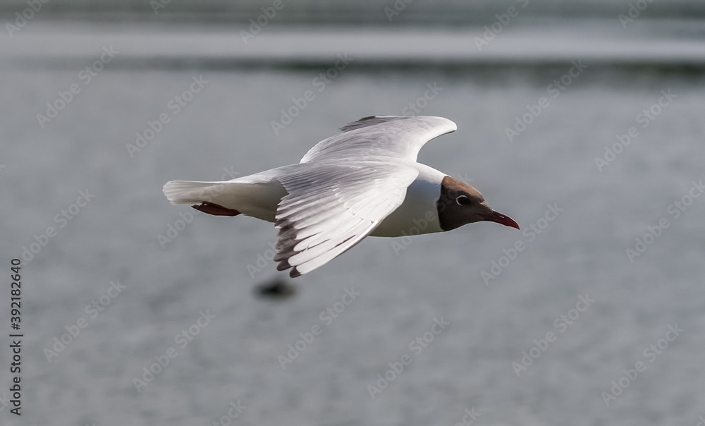 Gull bird in flight close up on the background of the water surface in summer Gull bird in flight close up on the background of the water surface in summer
