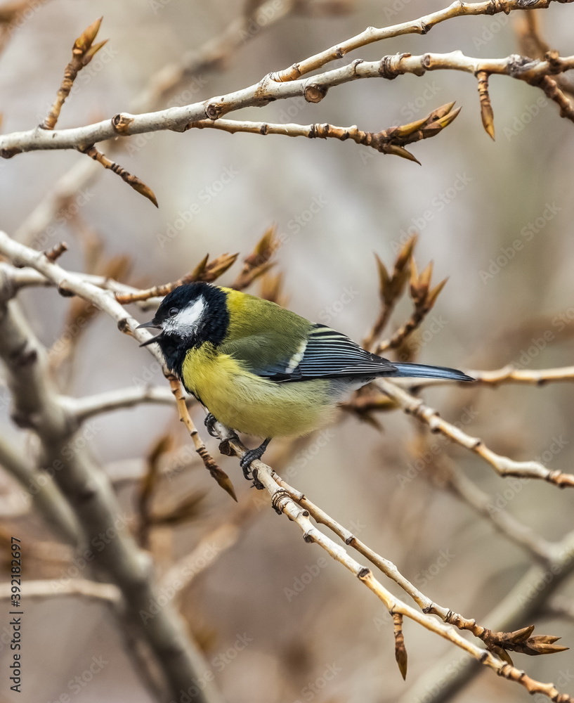 Obraz premium Bird tit close up on a branch of a poplar tree in spring