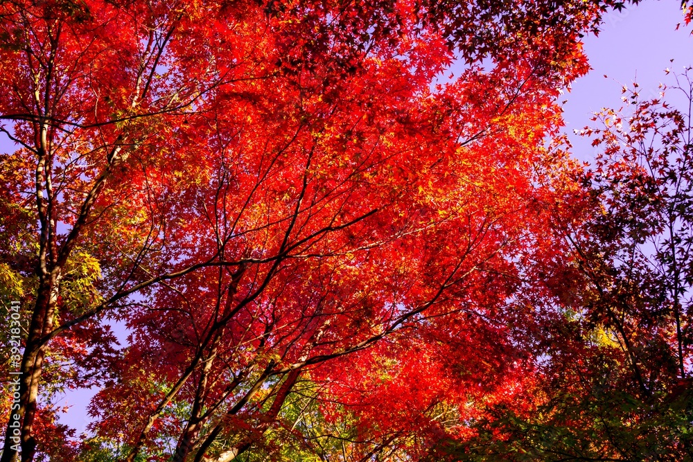 渓石園の紅葉