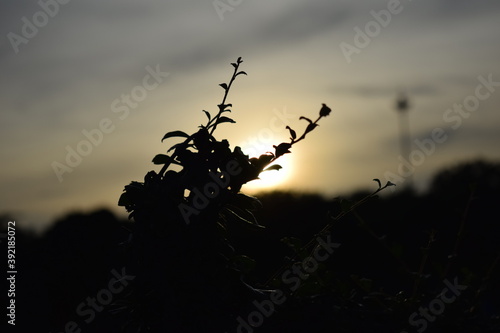 silhouette of a tree