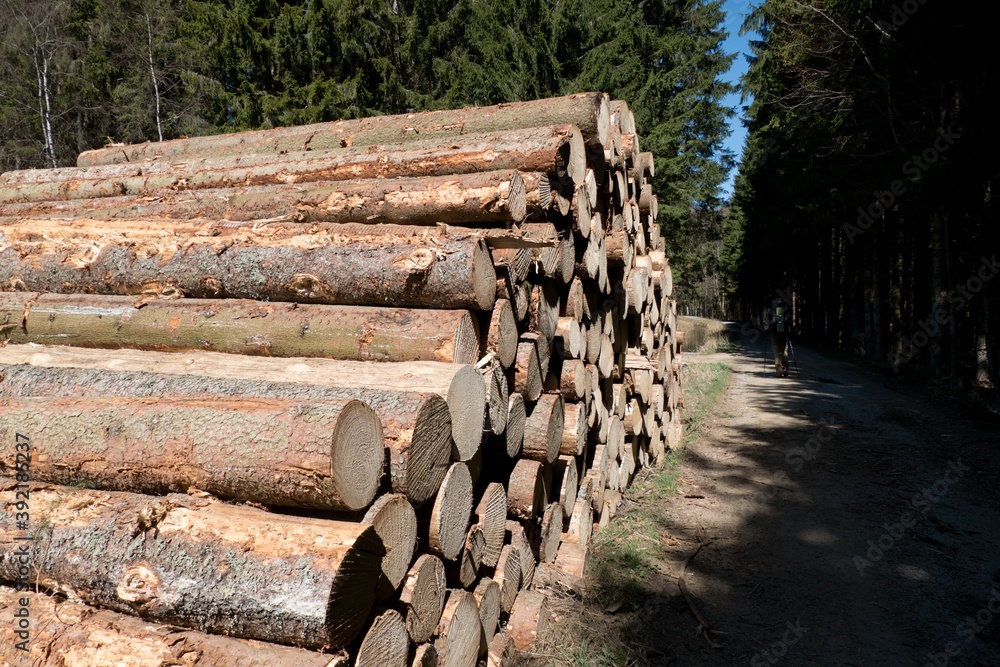 pile of harvested wood in a forest pile of harvested wood in a forest