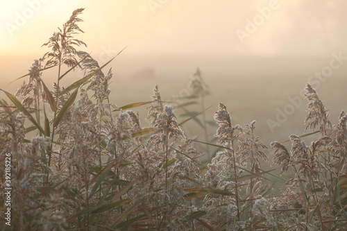 grass in the foggy morning
