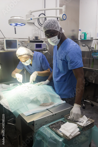 Experienced veterinarians doing operation for dog in a veterinary clinic
