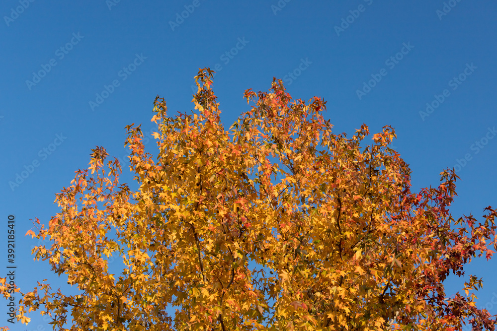 秋の紅葉と青空の風景 秋の紅葉と青空の風景