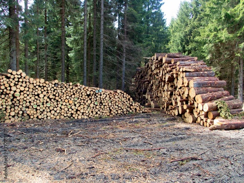 pile of harvested wood in a forest