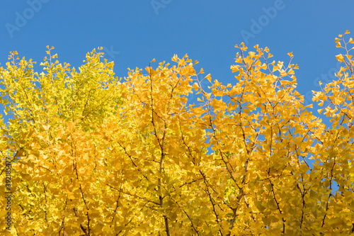 秋の青空と黄色い銀杏の木の風景