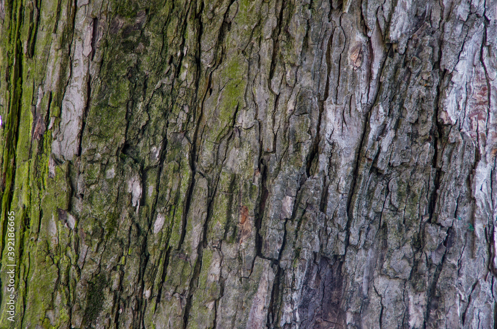Wood bark texture of a Chestnut tree Wood bark texture of a Chestnut tree