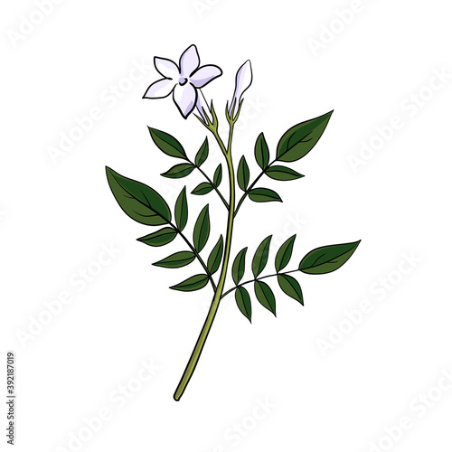 vector drawing jasmine