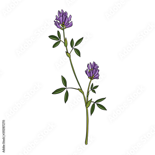 Bild auf Leinwand vector drawing alfalfa