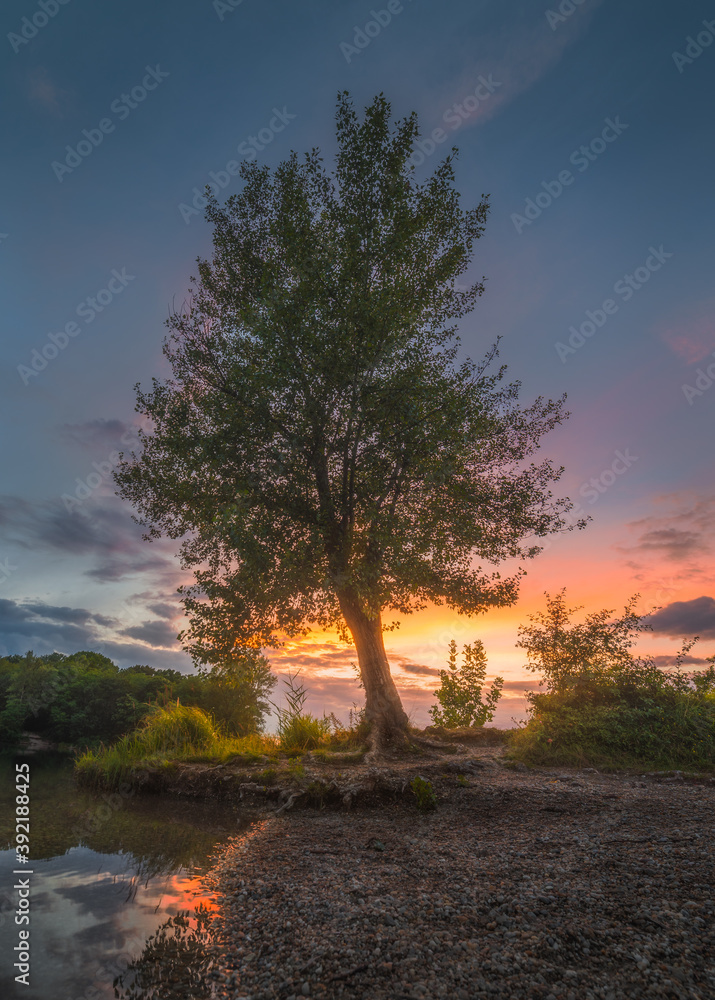 Beautiful Bushy Tree on the Gravel Shore of the Lake at Colorful Sunset