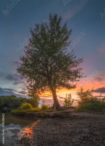 Beautiful Bushy Tree on the Gravel Shore of the Lake at Colorful Sunset