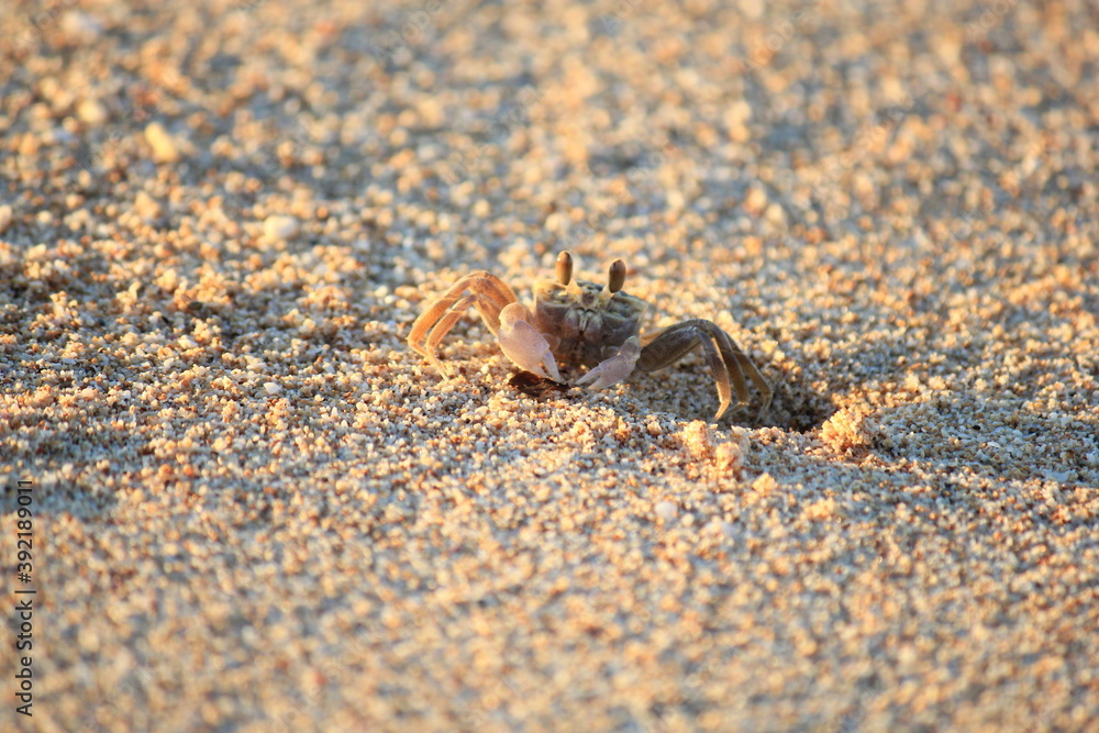 Busy Ghost crab digging a hole Busy Ghost crab digging a hole