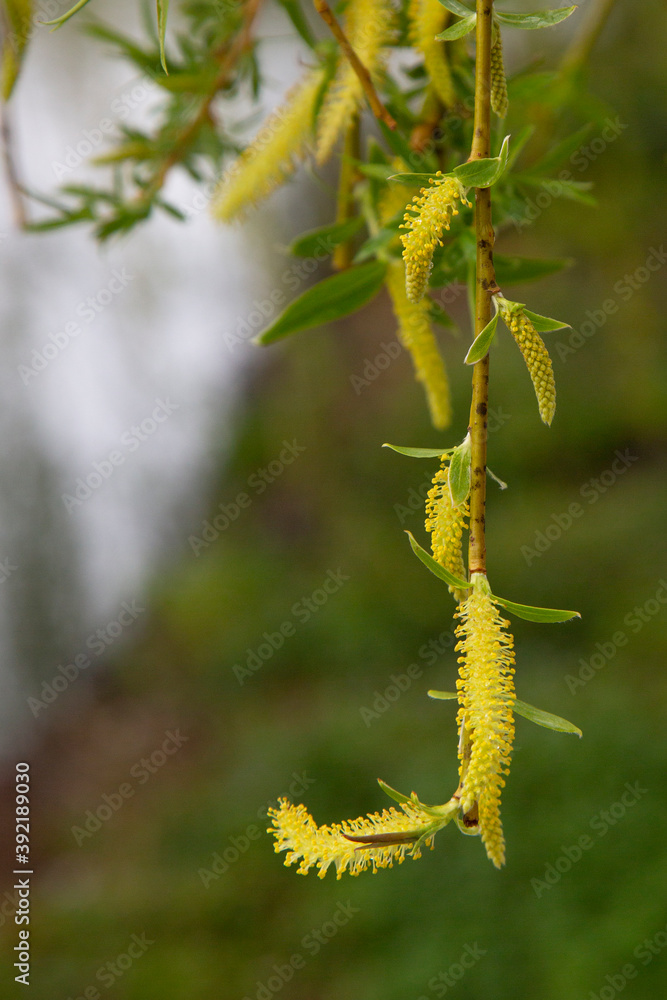 Naklejka premium Willow by the water with a reflection. Flowering willow in early spring. Yellow stamens and you on the branches.