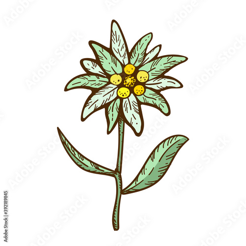 edelweiss flower icon vector alpine icon flat web sign symbol logo label