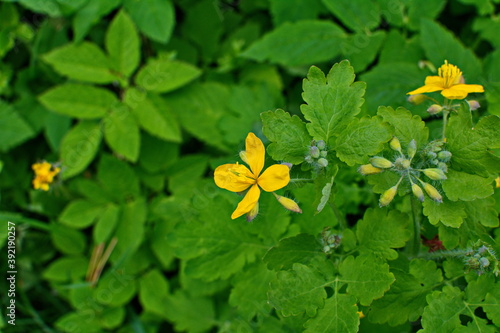 Greater celandine (Chelidonium majus, tetterwort, nipplewort or swallowwort) photo