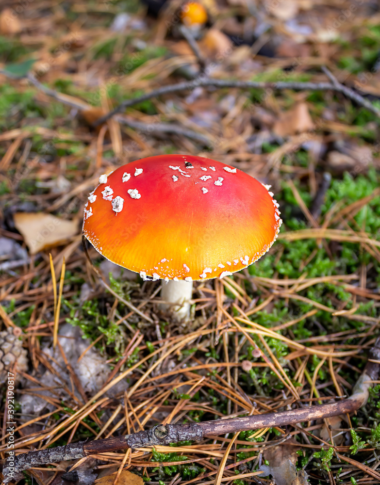 Toxic toadstool mushroom in the autumn forest Toxic toadstool mushroom in the autumn forest