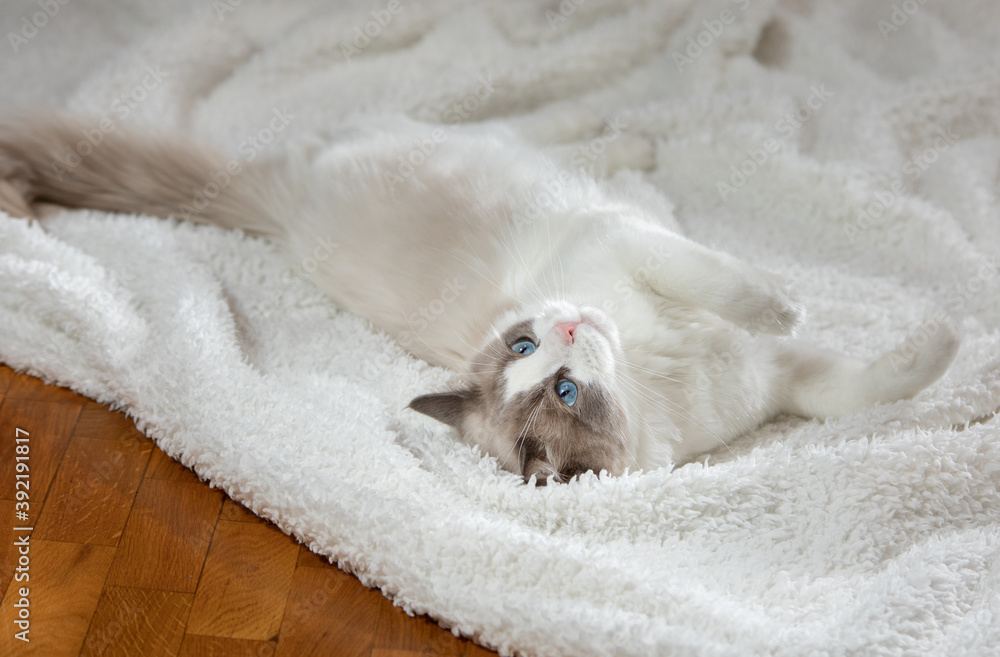 fluffy kitten on white in a plaid. Bicolor Rag Doll Cat fluffy kitten on white in a plaid. Bicolor Rag Doll Cat