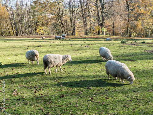 white sheep on a green grass
