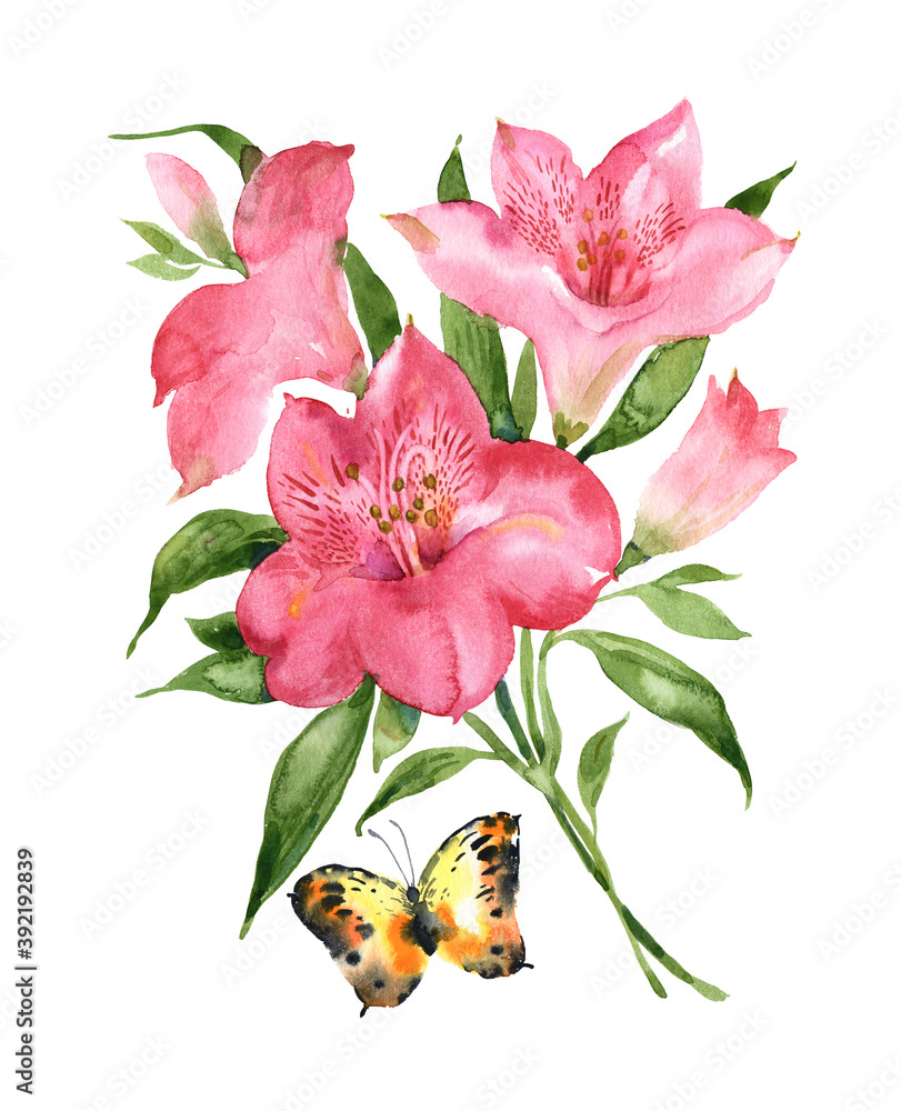 Watercolor delicate lily. Watercolor delicate lily.