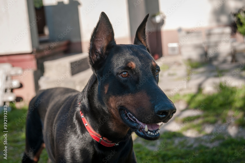 doberman guard dog doberman guard dog