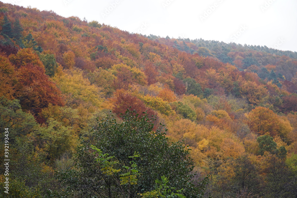 Golden autumn in Transcarpathia