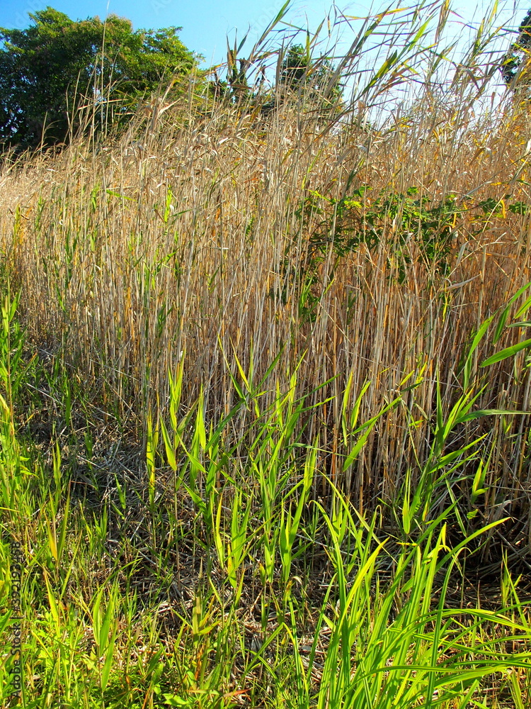 秋の湿地の葦の枯れ草と若草