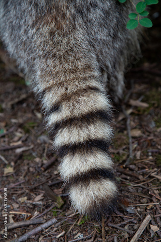 close up for fluffy raccoon tail 