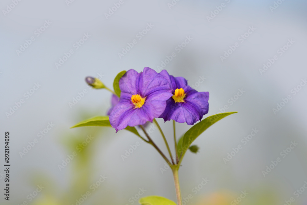 Naklejka premium Blue potato bush