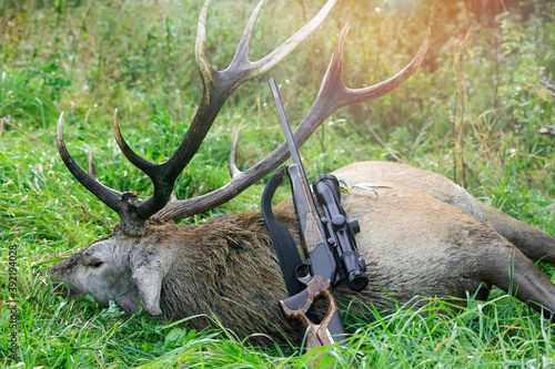  Caught deer as a hunting trophy, (Cervus elaphus),beautiful antlers. Beautiful and modern rifle,
