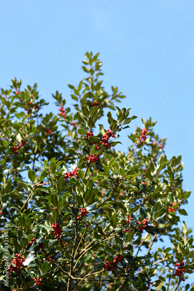 Common Holly Common Holly