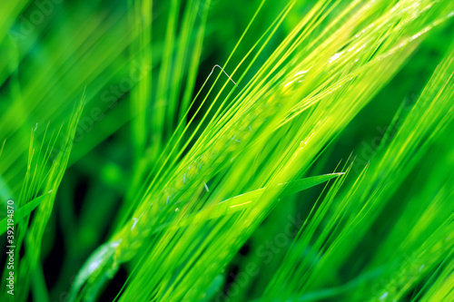 Straws of barley on the field.