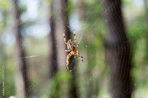 spider on the web