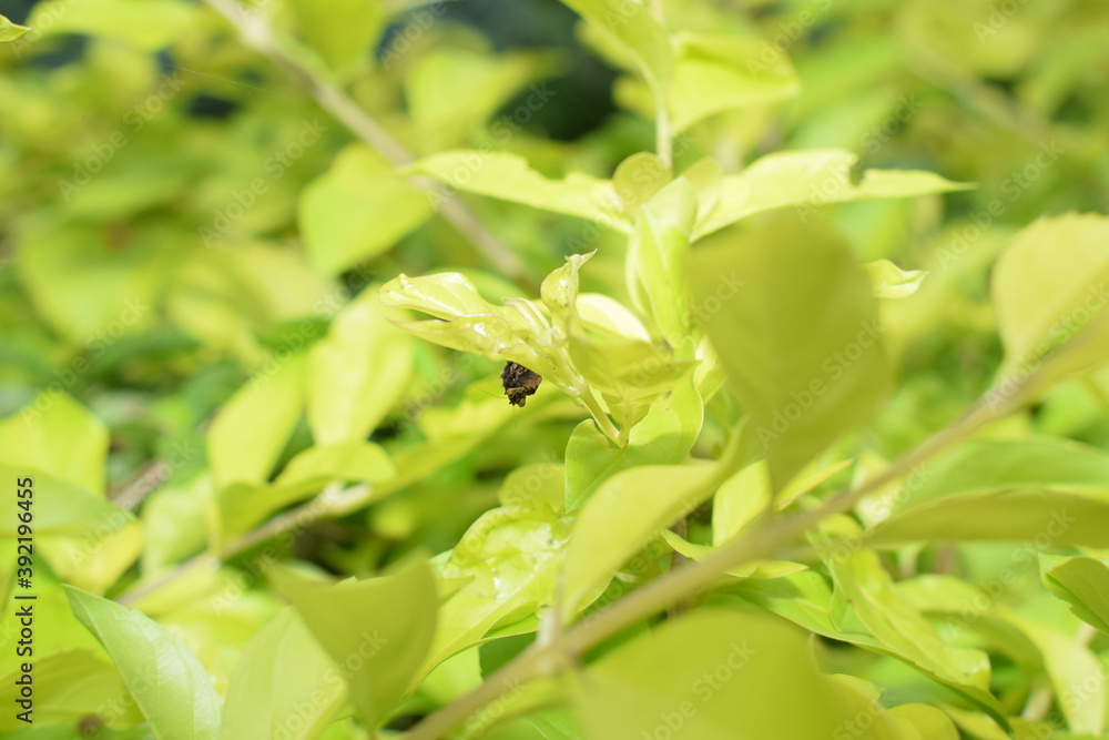 Chillie plants with chillies