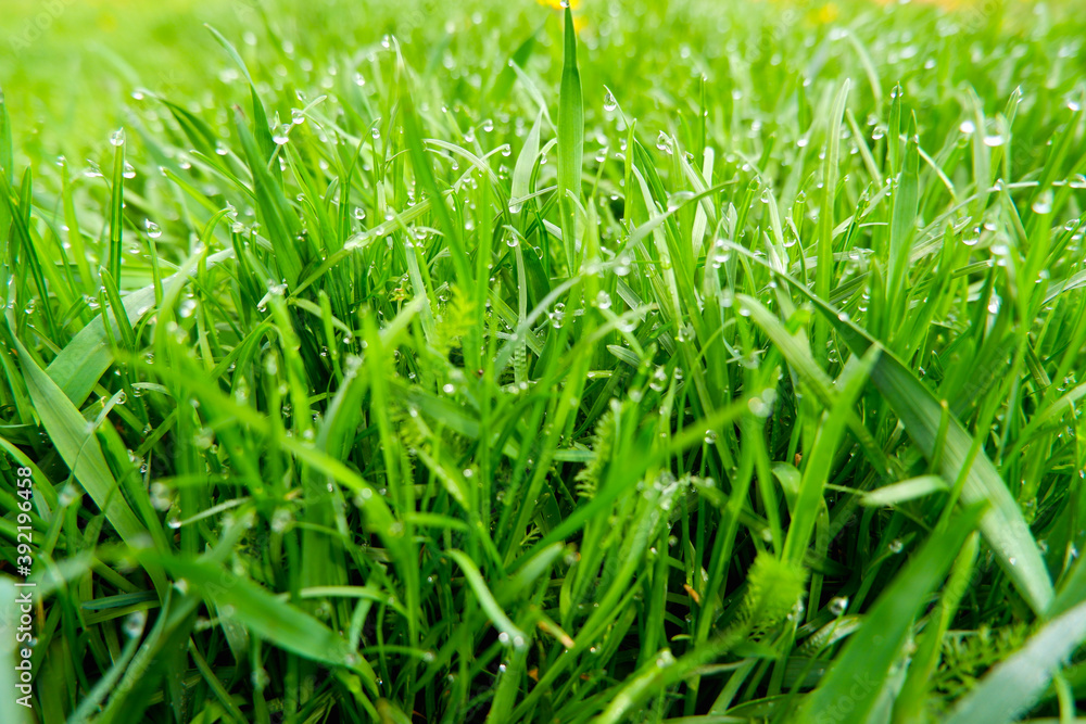 Close up of fresh thick grass with water drops in the early morn Close up of fresh thick grass with water drops in the early morn
