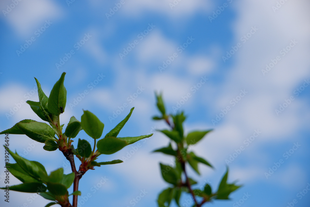 Fototapeta premium Up view on tree and clouds on blue sky