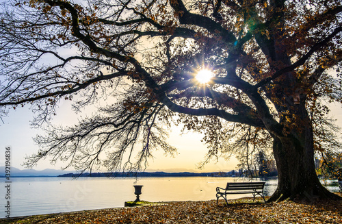 bench at the Starnberger Lake photo