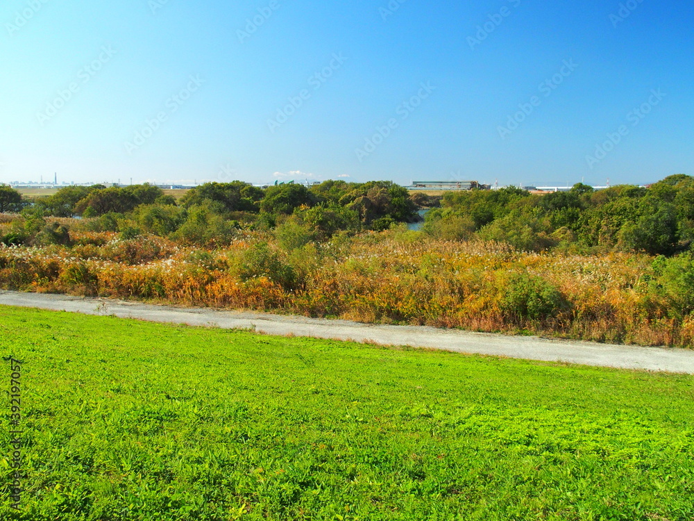 Obraz premium 晩秋の除草された江戸川土手と河川敷風景