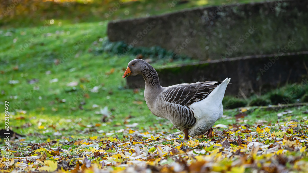 Gans-Graugans