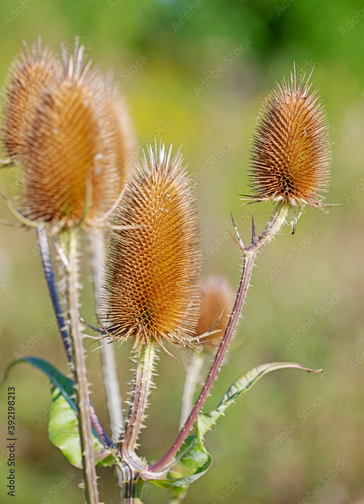 Wilde Karde, Dipsacus fullonum, Nahaufnahme Wilde Karde, Dipsacus fullonum, Nahaufnahme