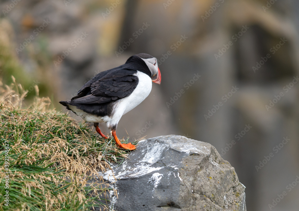 The Atlantic puffin, also known as the common puffin The Atlantic puffin, also known as the common puffin