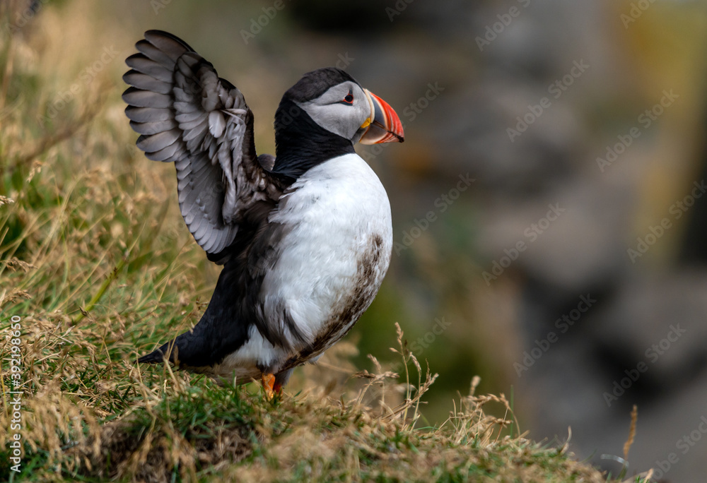 The Atlantic puffin, also known as the common puffin