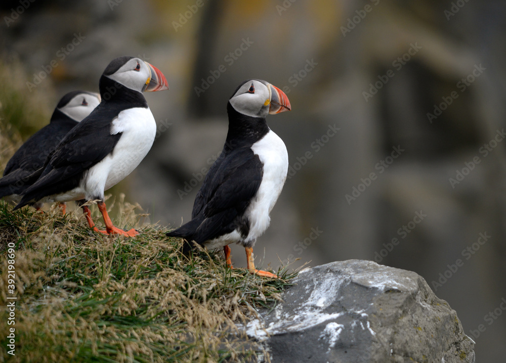 Fototapeta premium The Atlantic puffin, also known as the common puffin