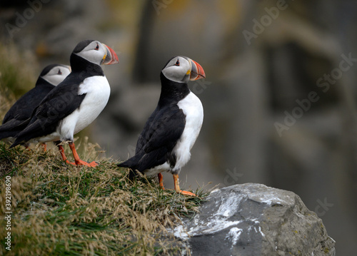 The Atlantic puffin, also known as the common puffin