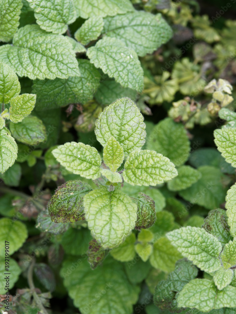 Mentha spicata, menthe en épi ou verte, plante au feuillage vert-profond, aromatique, lancéolé à marge dentée, nervurée, crépus-laineux Mentha spicata, menthe en épi ou verte, plante au feuillage vert-profond, aromatique, lancéolé à marge dentée, nervurée, crépus-laineux