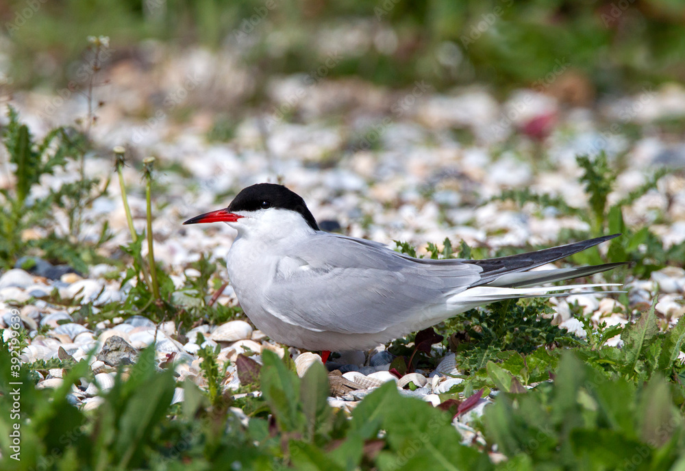 Common Tern, Sterna hirundo Common Tern, Sterna hirundo