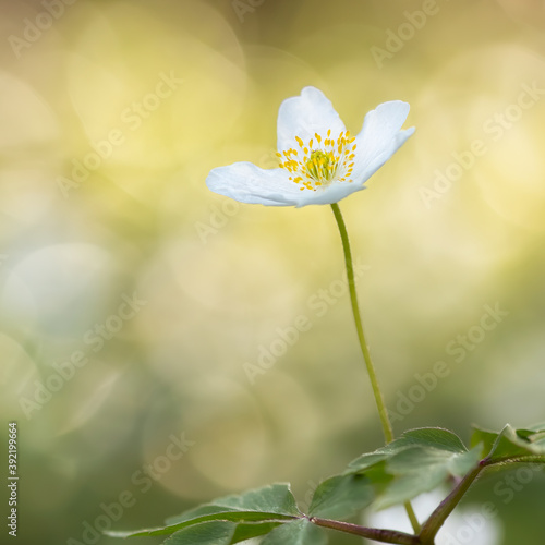 Beautiful and gentle spring flower in late afternoon light. Macro, close up photo of this very common flower that can be found around creeks, rivers and wet meadows. Anemone is beautiful spring flower