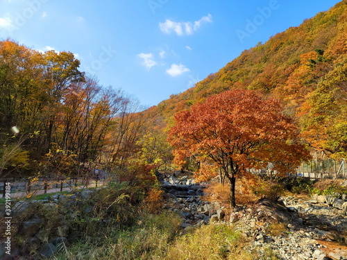 a mountain full of autumn leaves trees.
