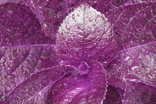 Macro purple leaf of Hydrangea plant with raindrops texture background at bana hill danang vietnam , Tropical leaf backdrop and beautiful detail