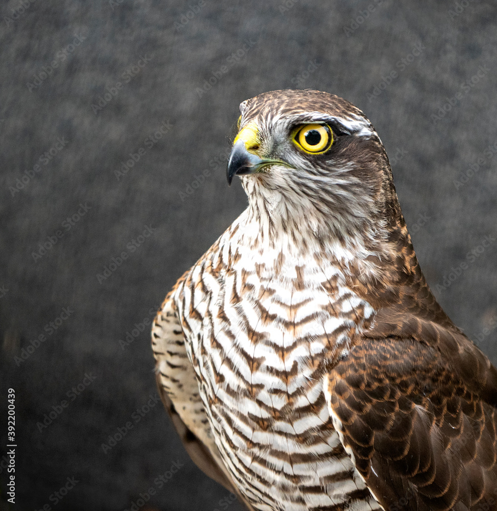 Obraz premium Eurasian Sparrowhawk, Accipiter nisus